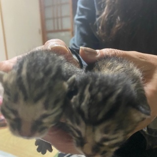 産まれたて仔猫五匹います - 名古屋市