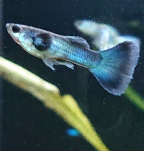 国産モスコブルー グッピー アクアリウム熱帯魚 ジモティーアクア 宮之阪のその他の中古あげます 譲ります ジモティーで不用品の処分