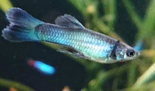 国産モスコブルー グッピー アクアリウム熱帯魚 ジモティーアクア 宮之阪のその他の中古あげます 譲ります ジモティーで不用品の処分