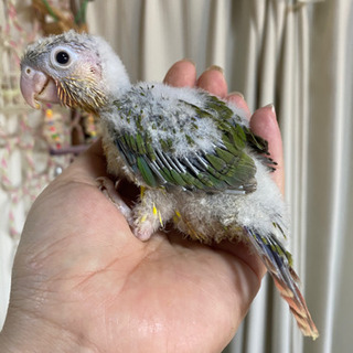 ウロコインコパイナップル