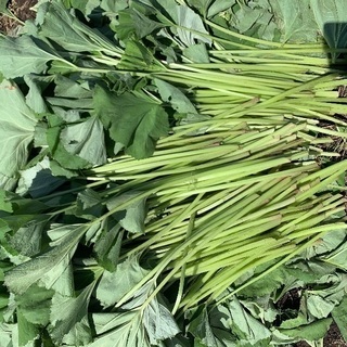 フキ(茨城県産) 無農薬 新鮮 採りたて‼︎ 1kg