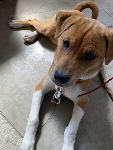 生後5ヶ月の子犬の里親募集しています とげぴい 青島のその他の里親募集 ジモティー