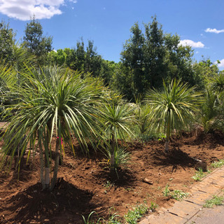 ドラセナニオイシュロラン 緑 税別