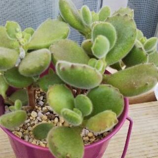 多肉植物3点セット まろん プロフ必読 札幌のその他の中古あげます 譲ります ジモティーで不用品の処分
