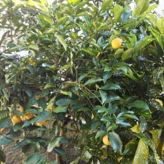 レモン・サンショウと柚子の枝 と キンモクセイ の 木
