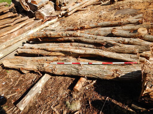 数量限定】自分で薪割りしたい人向け！薪用原木！ - その他 