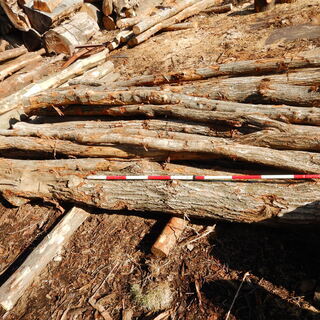 【数量限定】自分で薪割りしたい人向け！薪用原木！
