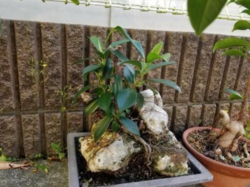 がじゅまる②　観葉植物