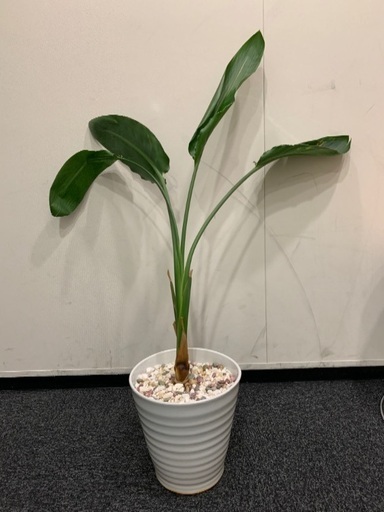 ストレチア極楽鳥花観葉植物陶器の鉢付き K Ma 代々木八幡のその他の中古あげます 譲ります ジモティーで不用品の処分