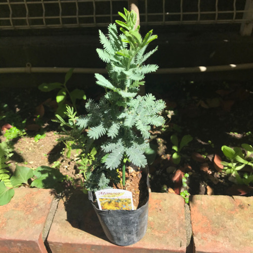 ミモザアカシア苗 ぱぴぷぺぽん 落合南長崎のその他の中古あげます 譲ります ジモティーで不用品の処分