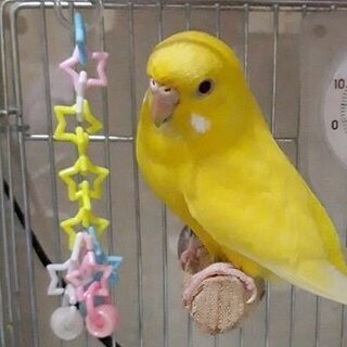 黄色のセキセイインコを探しています