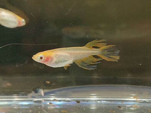 メダカ 卑弥呼 1ペア 1匹 オス メス好きなほうどちらか 有精卵粒 ミラクルたか 津のその他の中古あげます 譲ります ジモティーで不用品の処分