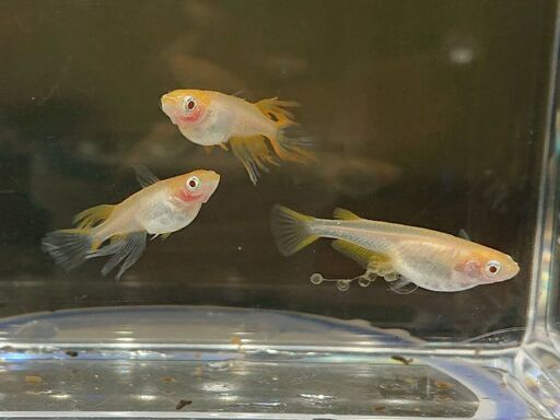 メダカ 卑弥呼 1ペア 1匹 オス メス好きなほうどちらか 有精卵粒 ミラクルたか 津のその他の中古あげます 譲ります ジモティーで不用品の処分