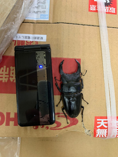 国産オオクワガタ成虫　幼虫