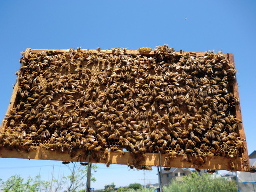 西洋ミツバチ３枚群 | vaisand.com