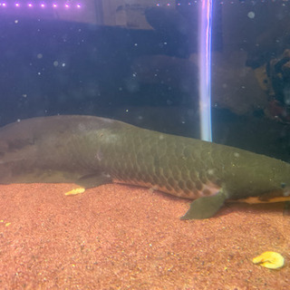 その他 ☆ネオケラトゥドゥス☆約±38cm