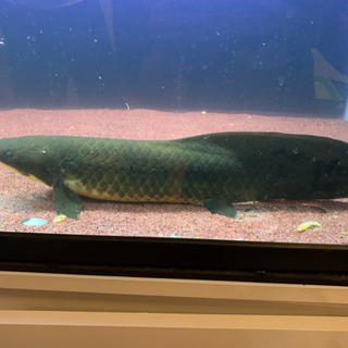 その他 ☆ネオケラトゥドゥス☆約±38cm