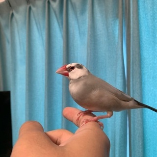 もうすぐ１歳の桜文鳥と白文鳥