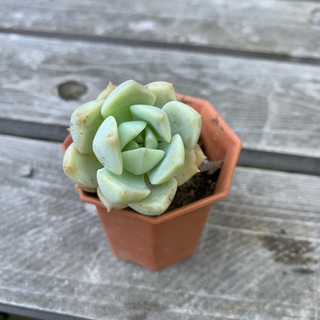 無料・条件付き☆多肉植物 植物苗☆