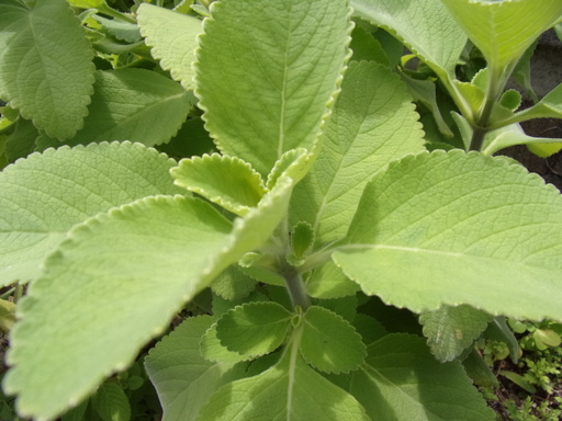 マンジェリコン マンジョリコン マンジュリコン の葉 高血圧 糖尿病 高血糖 奇跡のハーブ 薬草 Yu12 おもろまちの健康食品の中古あげます 譲ります ジモティーで不用品の処分