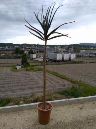 アロエ　観葉植物　在宅勤務の癒やしに