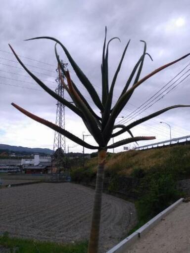 アロエ 観葉植物 在宅勤務の癒やしに