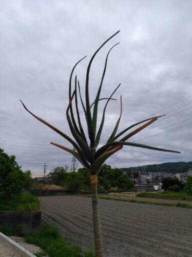 アロエ 観葉植物 在宅勤務の癒やしに