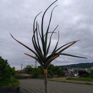 アロエ 観葉植物 在宅勤務の癒やしに