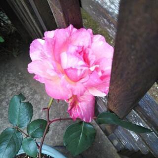 中古バラ苗が無料 格安で買える 3ページ目 ジモティー