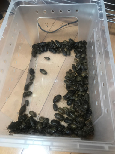 デビュア　生き餌