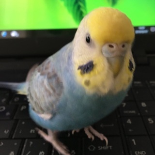 インコ を探しています