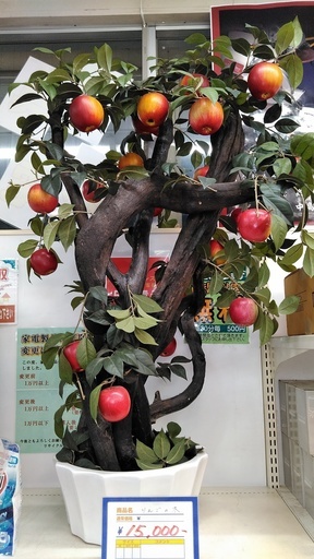 りんごの木　置物