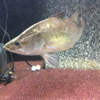 アカメ　四万十川産　値下げ