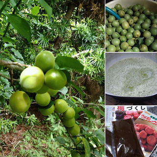 初夏は梅（南高梅）　作物と何か。交換しませんか？