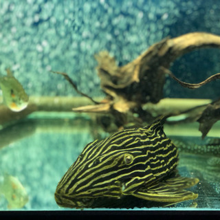 熱帯魚　ゴールデンサンダーロイヤルプレコ