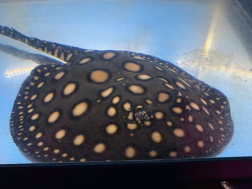 熱帯魚 淡水エイ売ります 【決まり・取引完了】
