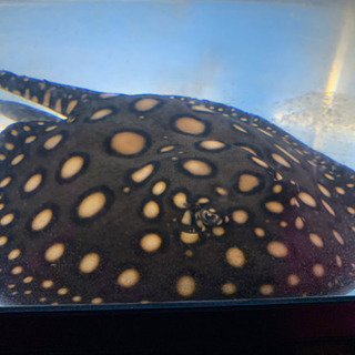 その他 熱帯魚 淡水エイ売ります 【決まり・取引完了】