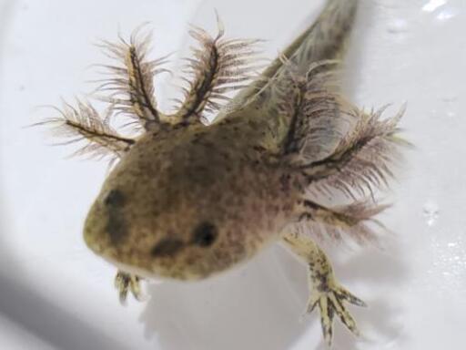 かわい過ぎる ウーパールーパー癒し系 ブラウン 新所沢のその他の中古あげます 譲ります ジモティーで不用品の処分