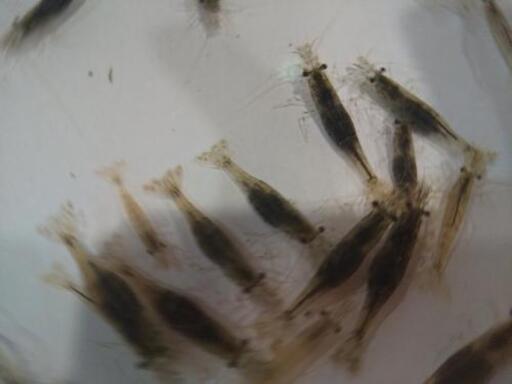 モエビ スジエビ 胞卵個体混じります 長老狸 内海のその他の中古あげます 譲ります ジモティーで不用品の処分