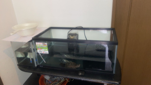ミシシッピニオイガメ飼育環境一式