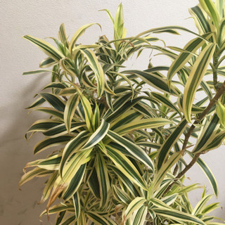 【大型観葉植物】ドラセナ　ソングオブインディア　9号鉢