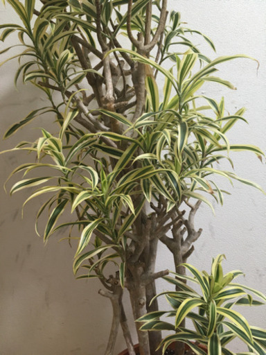 【大型観葉植物】ドラセナ　ソングオブインディア　9号鉢