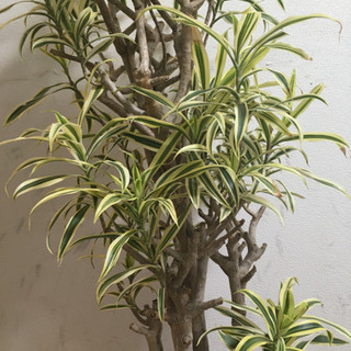 【大型観葉植物】ドラセナ　ソングオブインディア　9号鉢