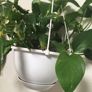 観葉植物ポトス アイビー等寄せ植えハンギング仕立て ひろ 馬込のその他の中古あげます 譲ります ジモティーで不用品の処分 観葉植物ポトス アイビー等寄せ植えハンギング仕立て ひろ 馬込のその他の中古あげます 譲ります ジモティーで不用品の処分