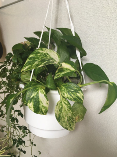 観葉植物 ポトスとシュガーバイン寄せ植えハンギング仕立て ひろ 馬込のその他の中古あげます 譲ります ジモティーで不用品の処分