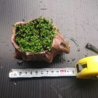 ニューラージパールグラス鉢植え つかぼん 尼崎のその他の中古あげます 譲ります ジモティーで不用品の処分