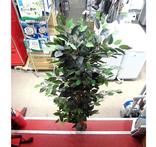 札幌 フェイクグリーン 人工観葉植物 高さ162cm ボタニカルインテリア ポット付き 手間いらず お手入れかんたん インテリアグリーン リ モノハウス 本郷通 札幌のインテリア雑貨 小物 置物 オブジェ の中古あげます 譲ります ジモティーで不用品の処分 札幌 フェイクグリーン 人工観葉植物 高さ162cm ボタニカルインテリア ポット付き 手間いらず お手入れかんたん インテリアグリーン リ モノハウス 本郷通 札幌のインテリア雑貨 小物 置物 オブジェ の中古あげます 譲ります ジモティーで不用品の処分