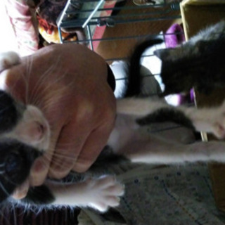 生後1ヶ月くらい手のひらサイズの子猫ちゃん🎶 - 猫