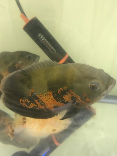 オスカー 熱帯魚 大きくなりました。