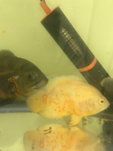 オスカー　熱帯魚　大きくなりました。